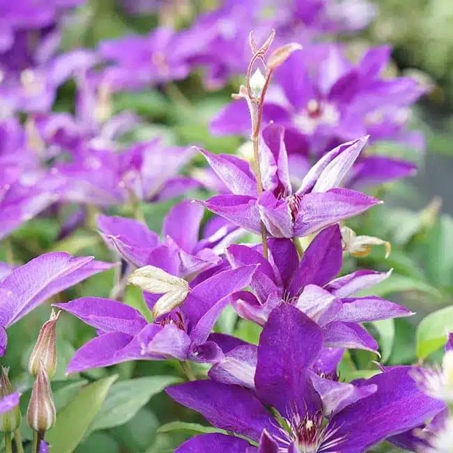 Clématite 'The President' - clematis - Photo 4