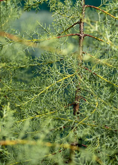 CUPRESSUS 'glabra' / Le Cyprès blanc de l'Arizona  - Photo 1