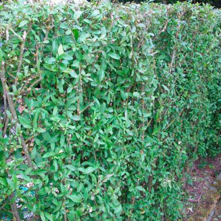 LIGUSTRUM vulgare / Troène commun - Photo 1