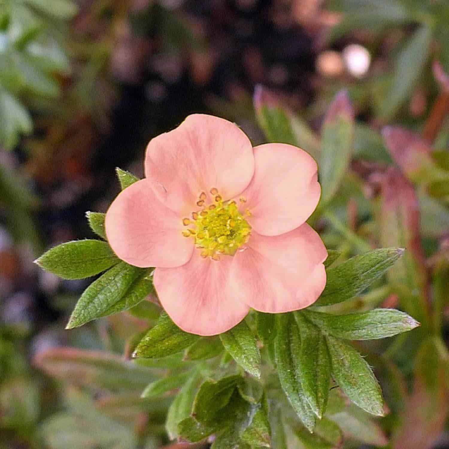 Potentilla fruticosa 'Lovely Pink®' / Potentille arbustive 'Lovely Pink'® - Photo 1