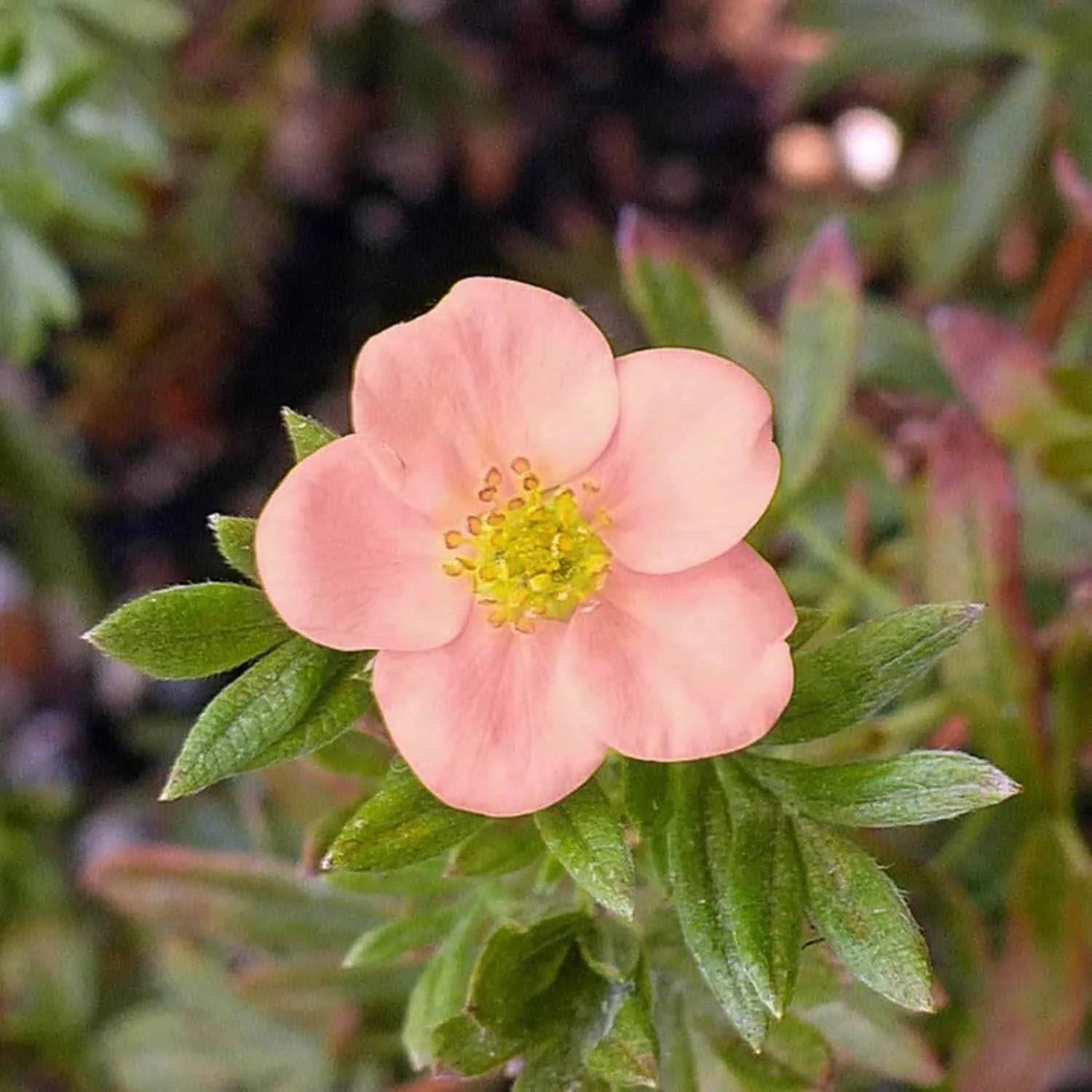 Potentilla fruticosa 'Lovely Pink®' / Potentille arbustive 'Lovely Pink'®