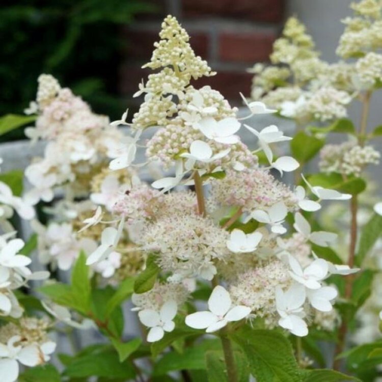 HYDRANGEA PAN. 'CONFETTI' / Hortensia paniculé - Photo 1