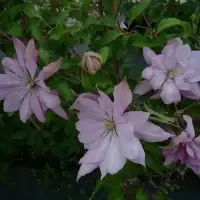 Clématite 'Violet Elizabeth' - clematis - Photo 3