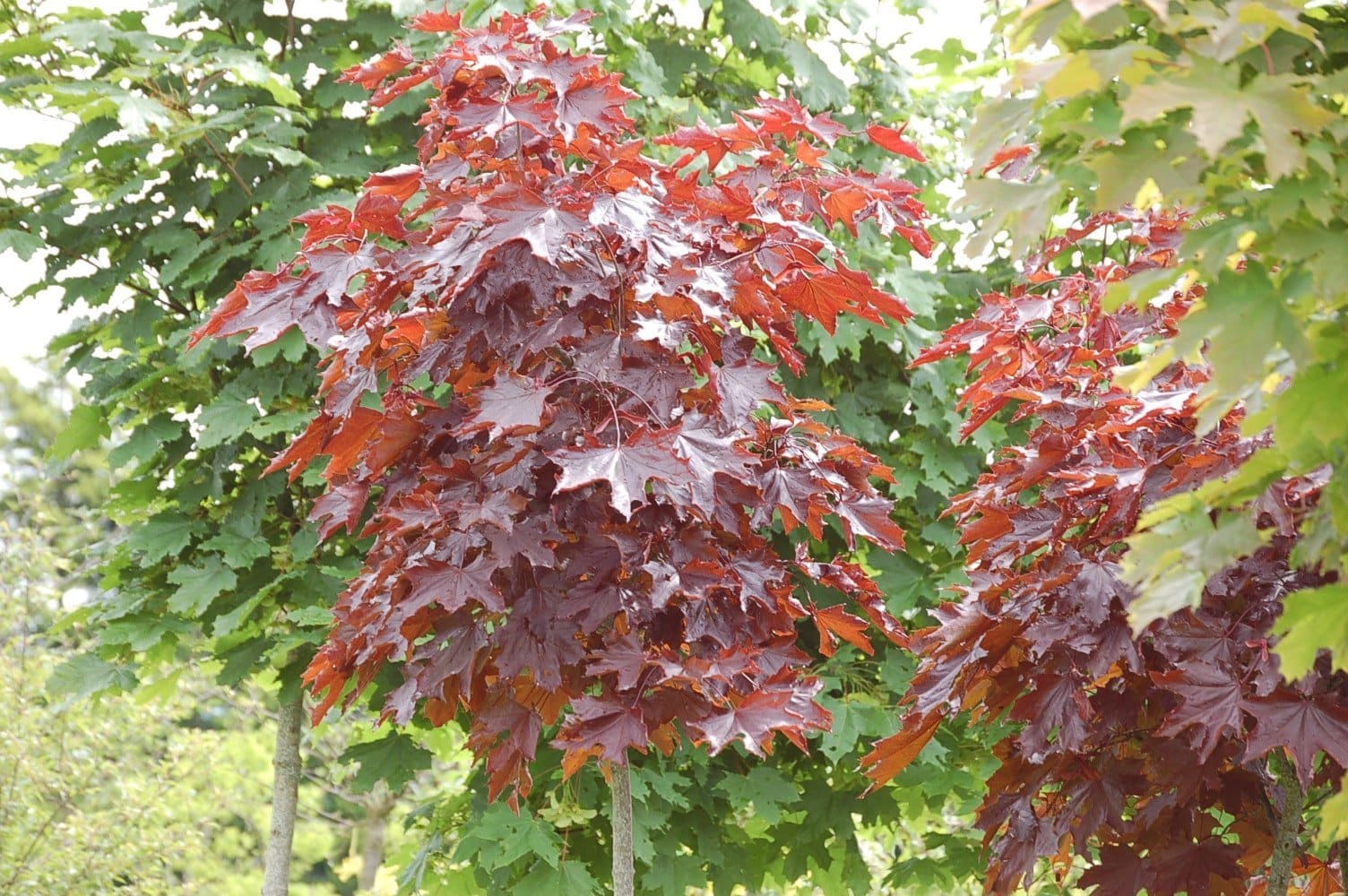 ACER platanoïdes ‘Crimson King’ / Érable plane pourpre - Photo 1