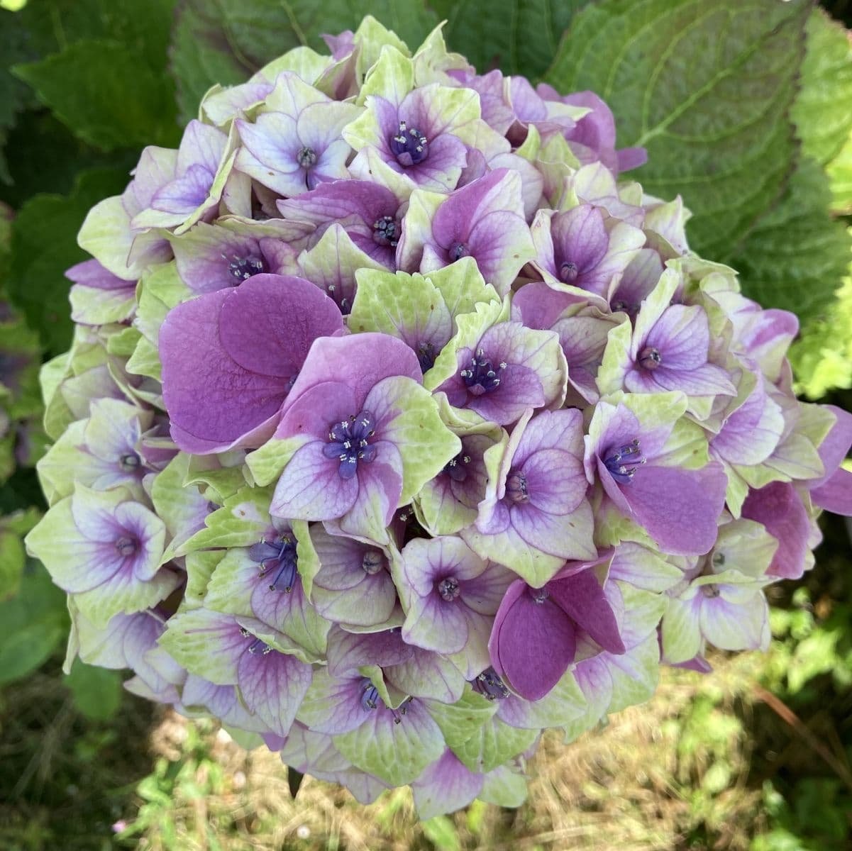 HYDRANGEA M. 'MAGICAL JEWEL'® PINK / Hortensia rose - Photo 1