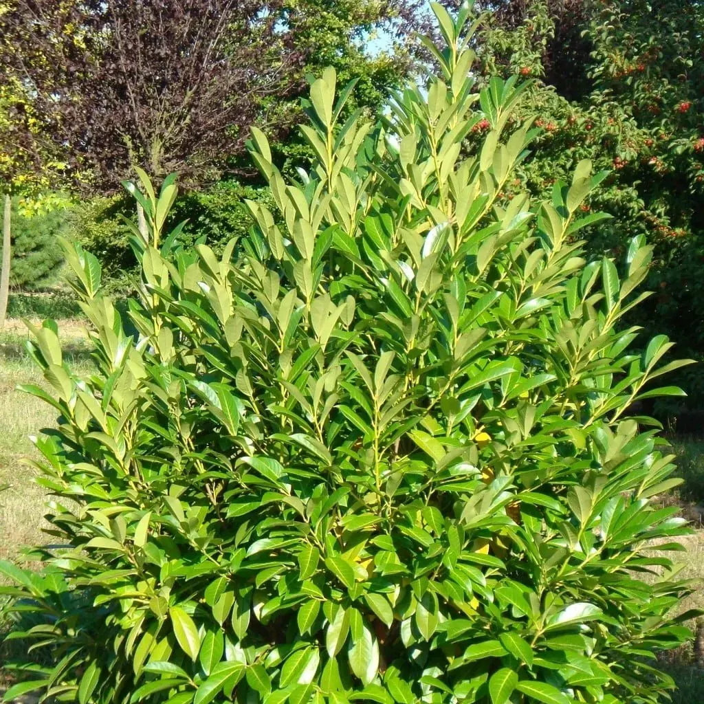 PRUNUS laurocerasus ‘caucasica’ / Laurier du Caucase - Photo 2