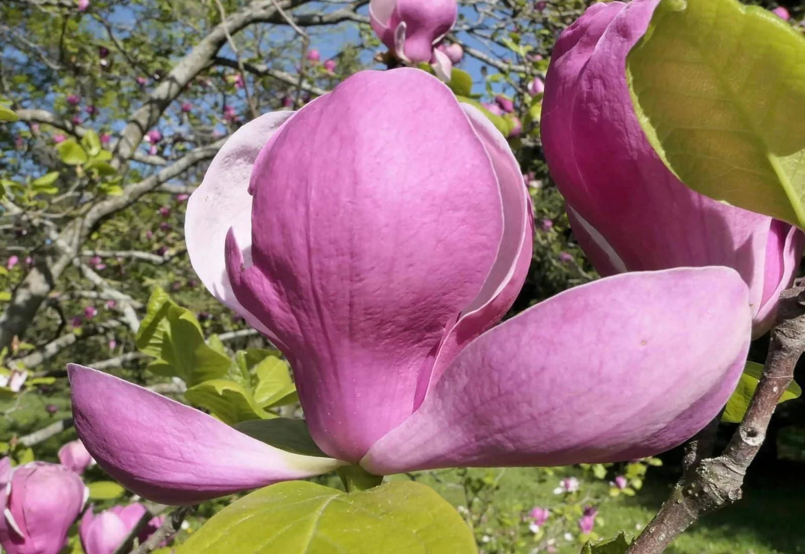 MAGNOLIA x soulangeana / Magnolia de Soulange