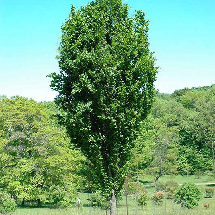 FAGUS SYLVATICA 'DAWYCK' / Hêtre pyramidal - Photo 1