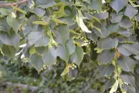 TILIA platyphyllos / Tilleul de Hollande - Photo 3