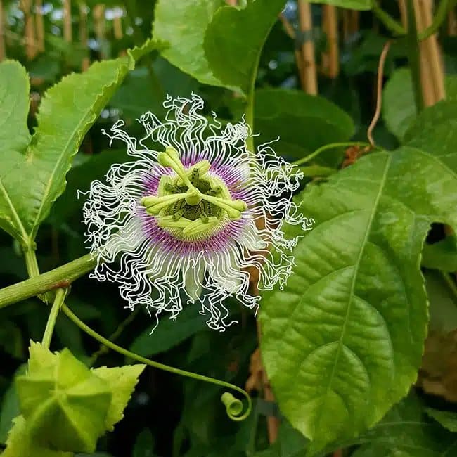Passiflore 'Edulis' - Grenadille - passiflora - Photo 3