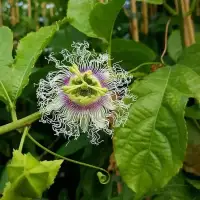 Passiflore 'Edulis' - Grenadille - passiflora - Photo 3