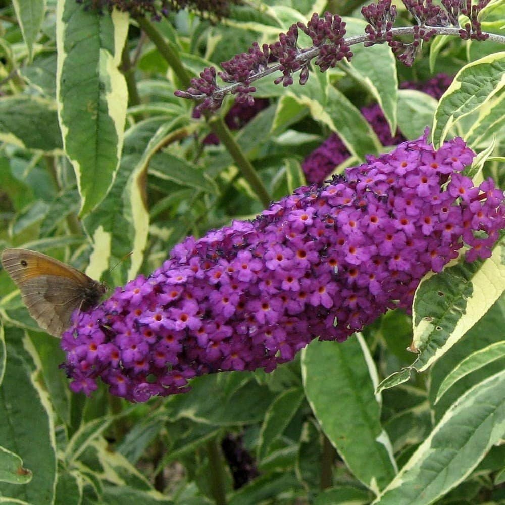BUDDLEJA davidii ‘Harlequin’ / Arbre aux papillons 'panaché' - Photo 2
