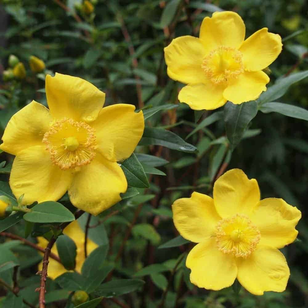HYPERICUM ‘Hidcote’ / Millepertuis 'Hidcote' - Photo 1