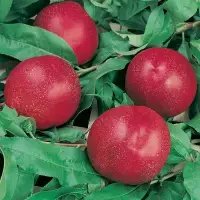 Prunus persica 'Nectared' / Pecher Nectared - Photo 2