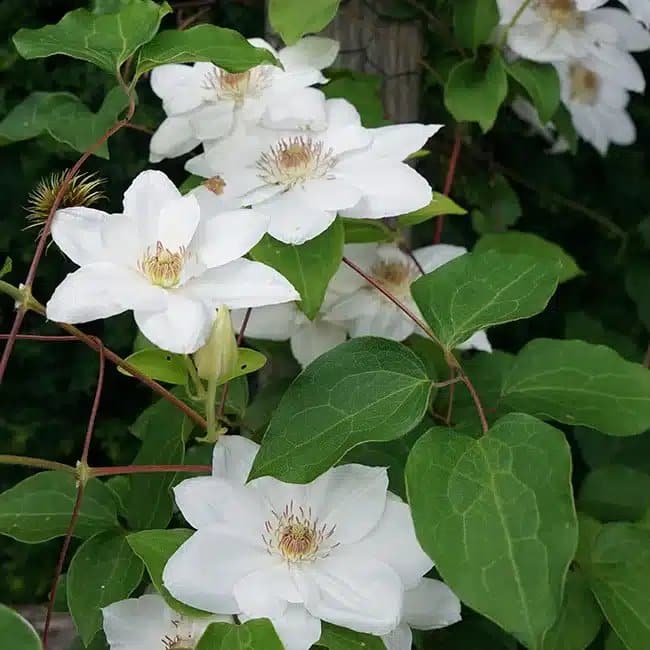 Clématite 'Henryi' - clematis - Photo 4