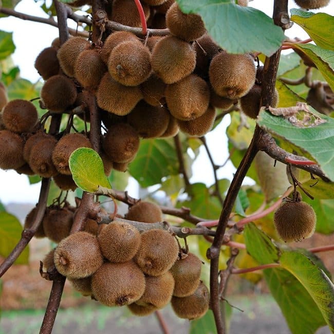 Kiwi autofertile 'Solo' - actinidia deliciosa - Photo 3