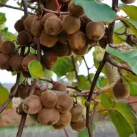 Kiwi autofertile 'Solo' - actinidia deliciosa - Photo 3