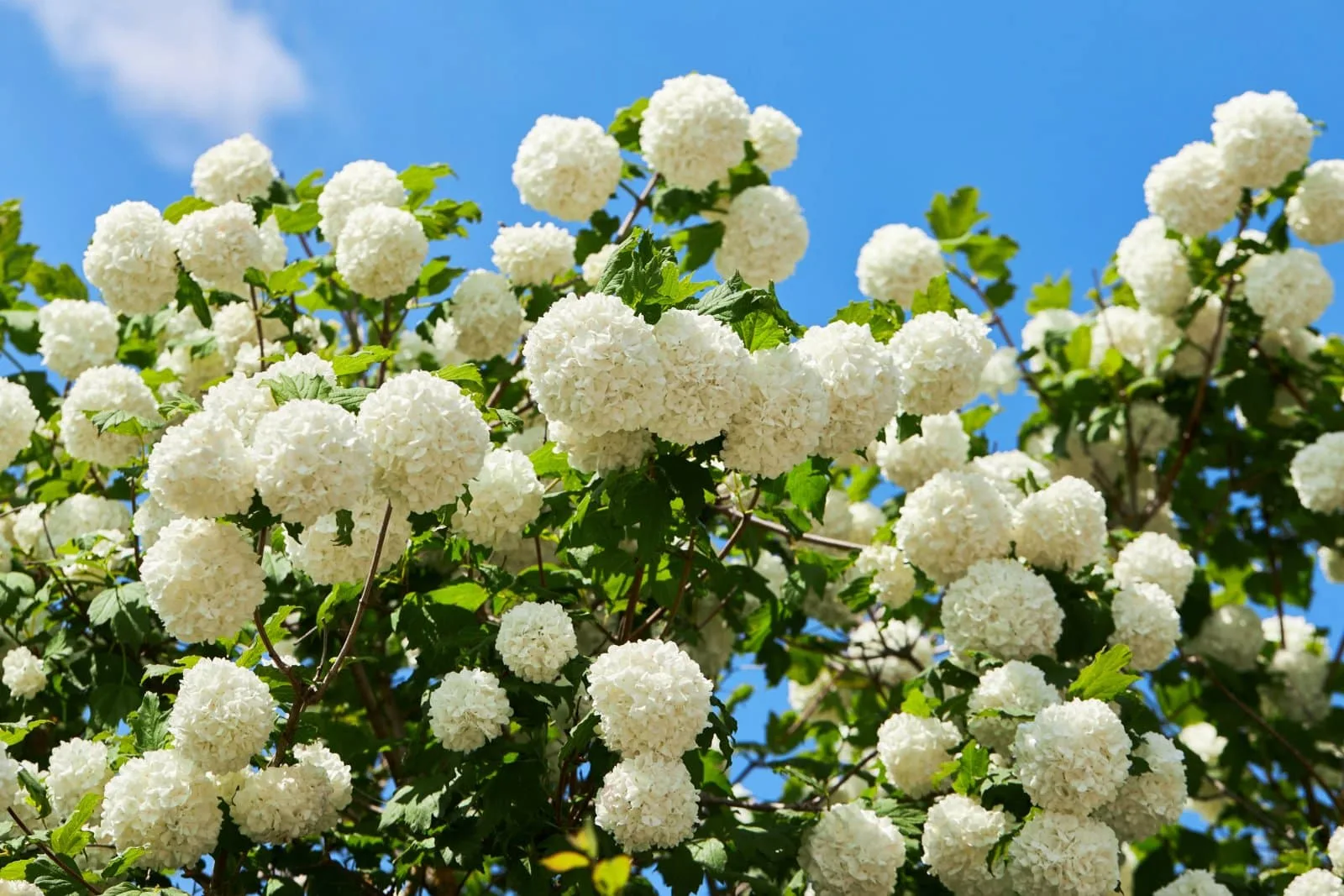VIBURNUM Opulus ‘Roseum’ / Boule de neige
