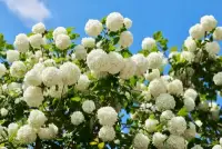 VIBURNUM Opulus ‘Roseum’ / Boule de neige - Photo 1