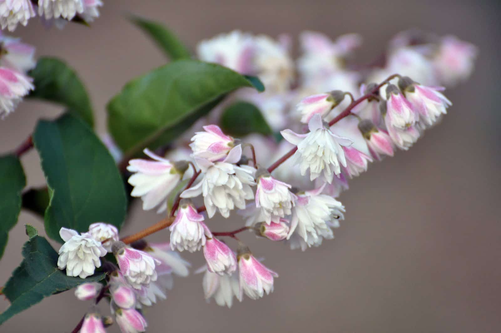 Deutzia scabra ‘Plena’ / Deutzia scabra 'Plena' - Photo 2