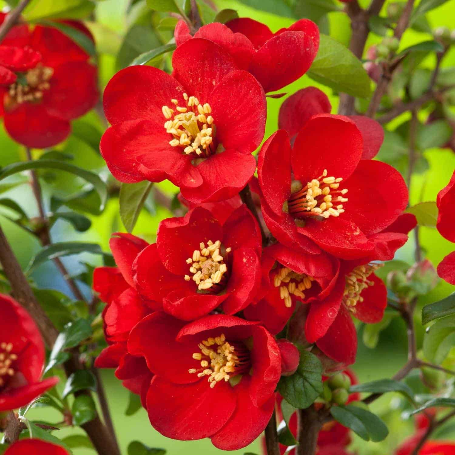 CHAENOMELES speciosa x superba ‘'Crimson And Gold’ / Cognassier du Japon 'Crimson And Gold' - Photo 1
