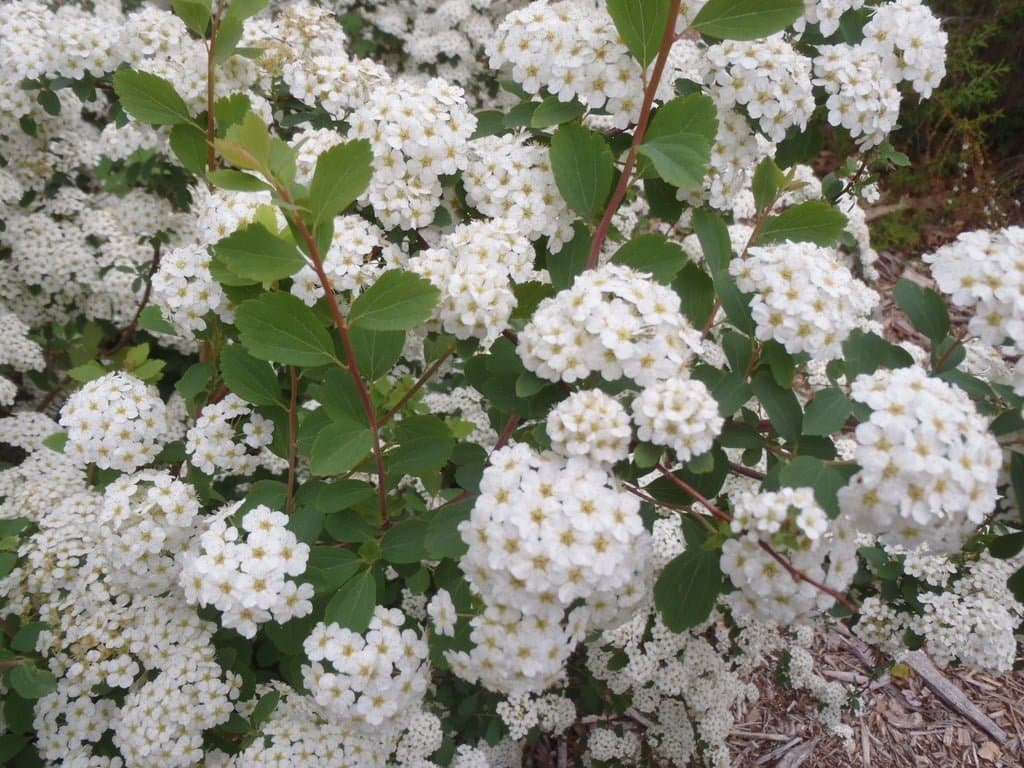 SPIRAEA x vanhouttei / Spirée de vanhoutte - Photo 2