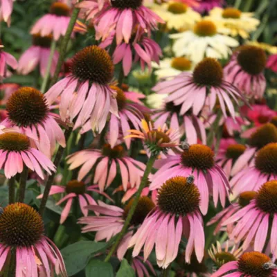 ECHINACEA PURP. 'SUMMER COKTAIL' / Échinacée pourpre - Photo 2