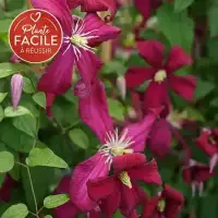 Clématite 'Mme Julia Correvon' - clematis viticella - Photo 5