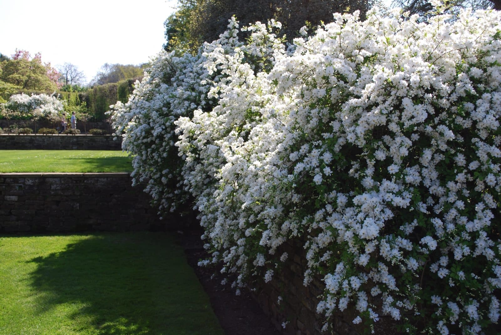 Exochorda X macrantha 'The Bride' / Exochorda x macrantha 'The Bride' - Photo 1