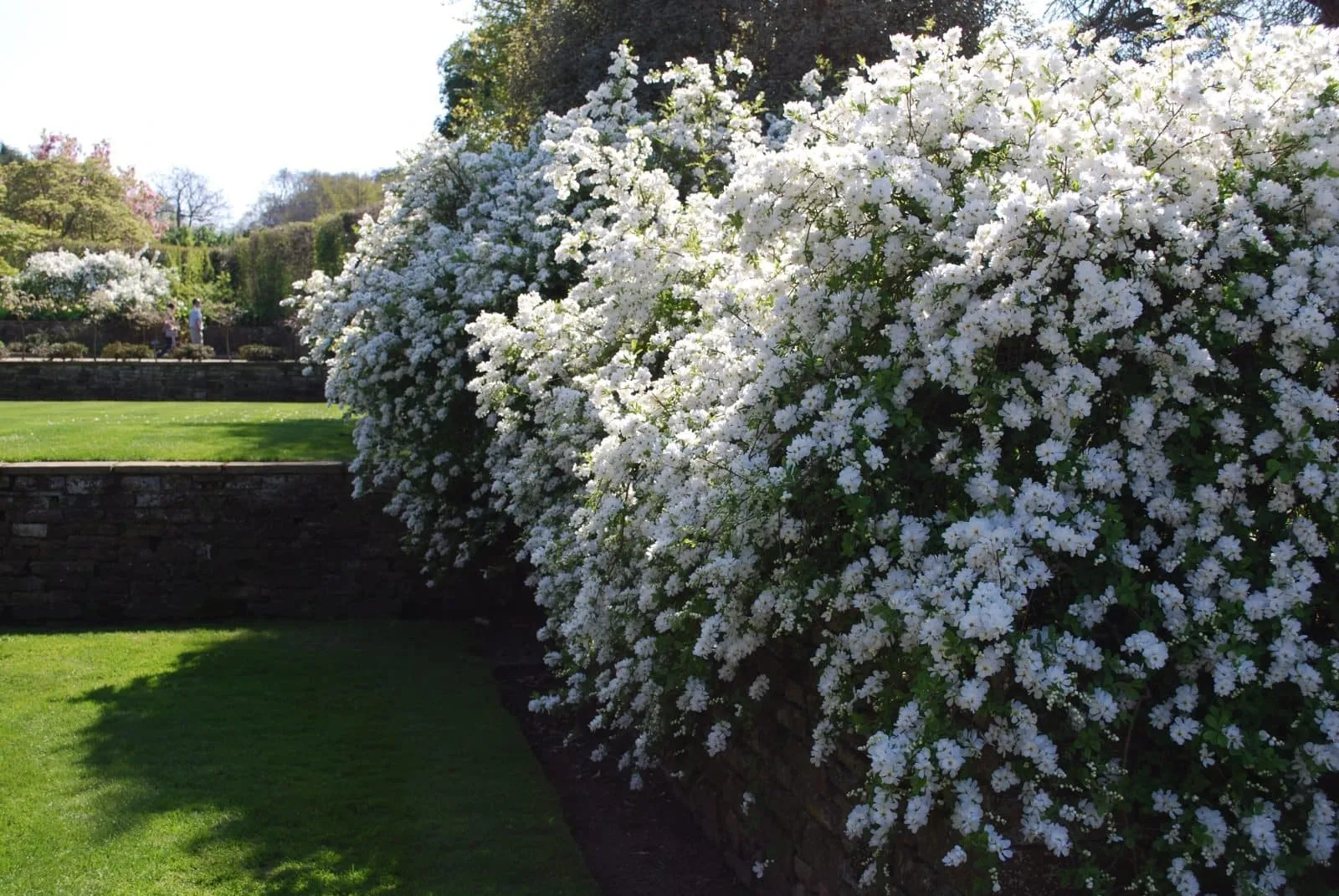 Exochorda X macrantha 'The Bride' / Exochorda x macrantha 'The Bride'