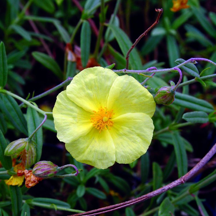 HELIANTHEMUM 'WISLEY PRIMROSE' / Hélianthème - Photo 2