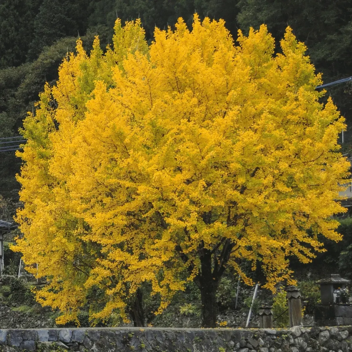 GINKGO biloba / Arbre aux 40 écus - Photo 1