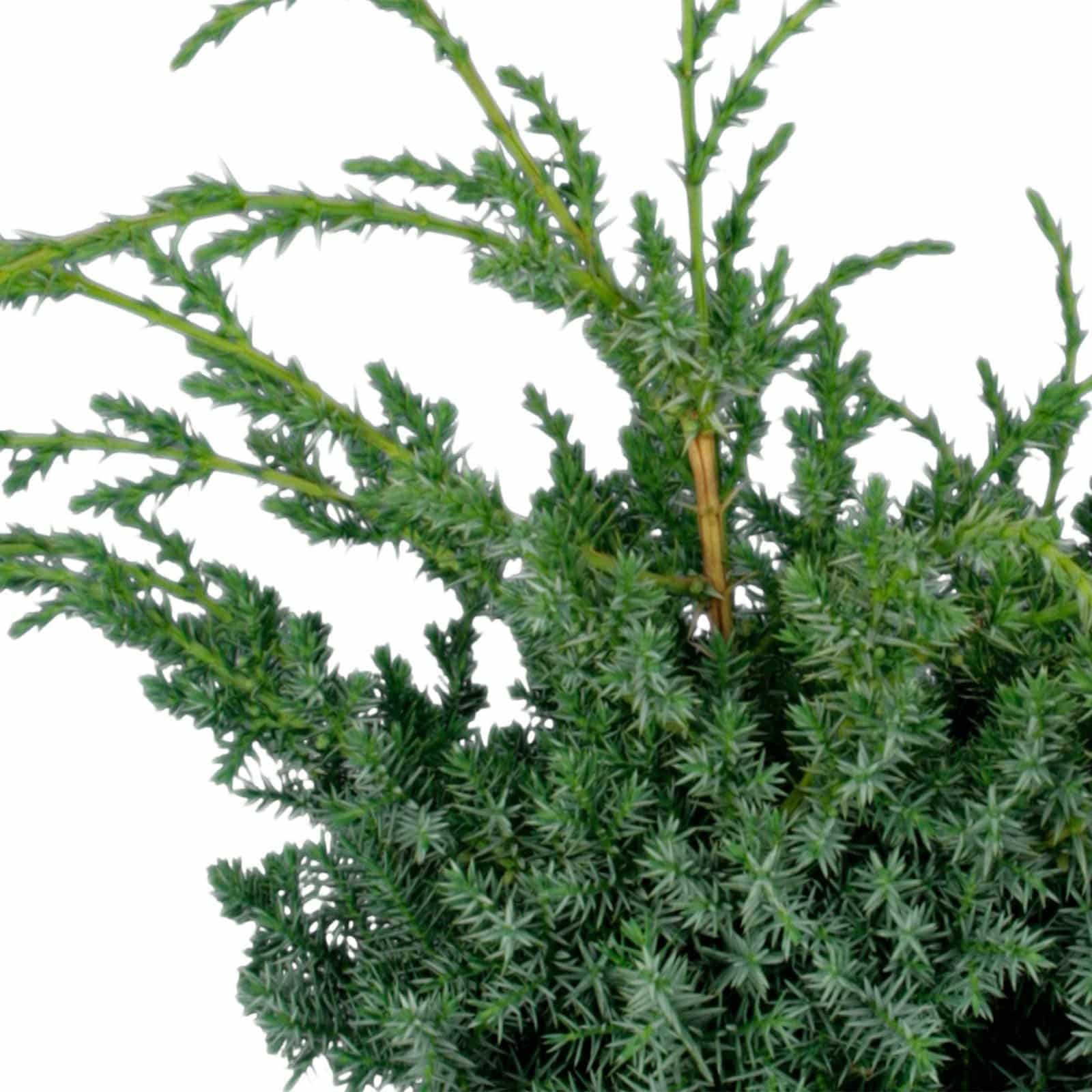 JUNIPERUS chinensis ‘Blue Alps’  / Genévrier de Chine 'Blue Alps' - Photo 3
