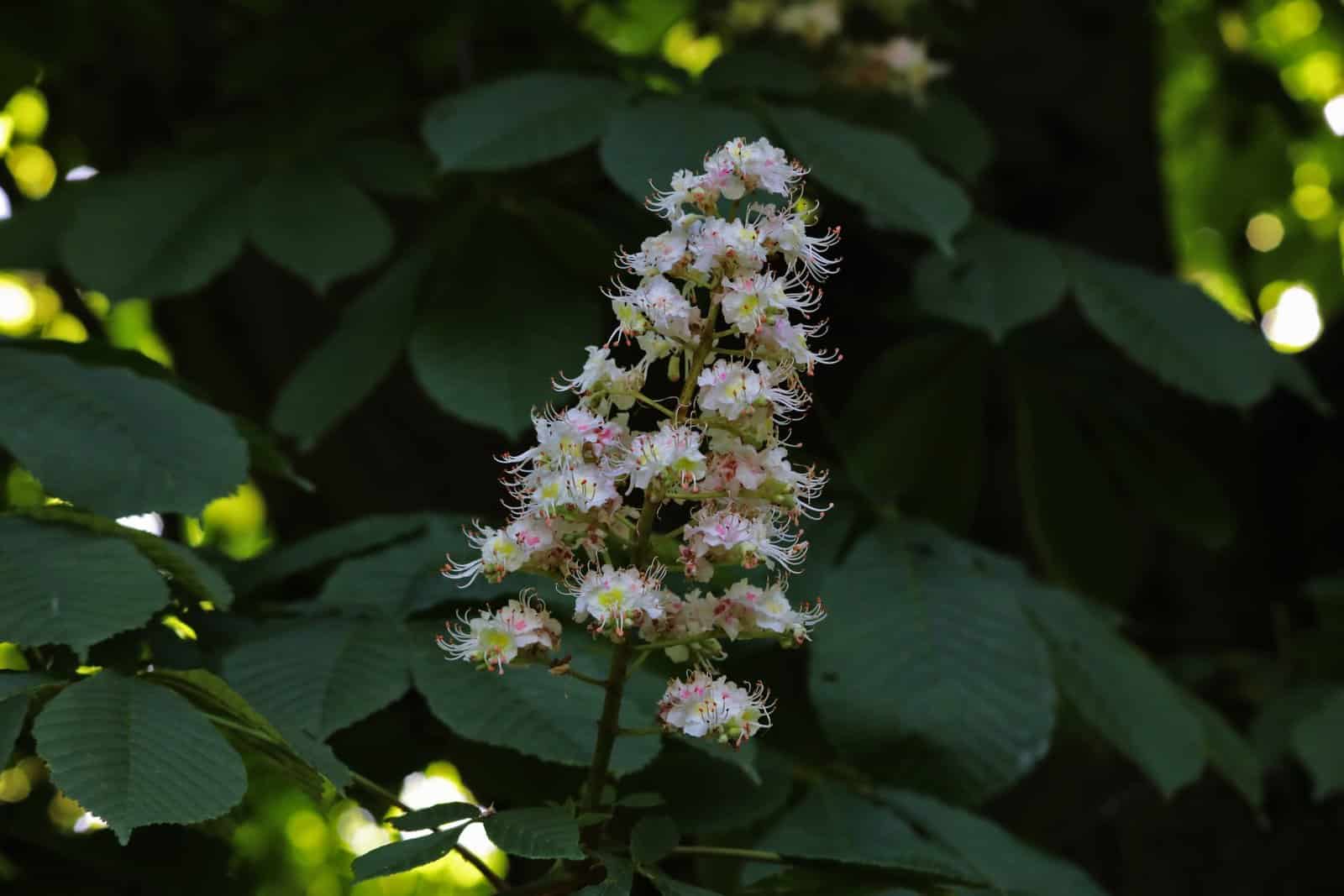 AESCULUS hippocastanum / Marronnier Blanc - Photo 1