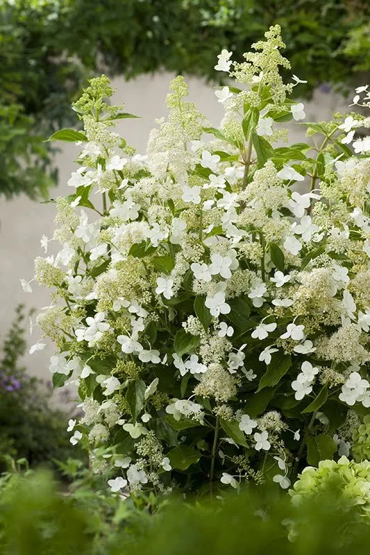 HYDRANGEA paniculata ‘Kyushu’ / Hortensia paniculé 'Kyushu'