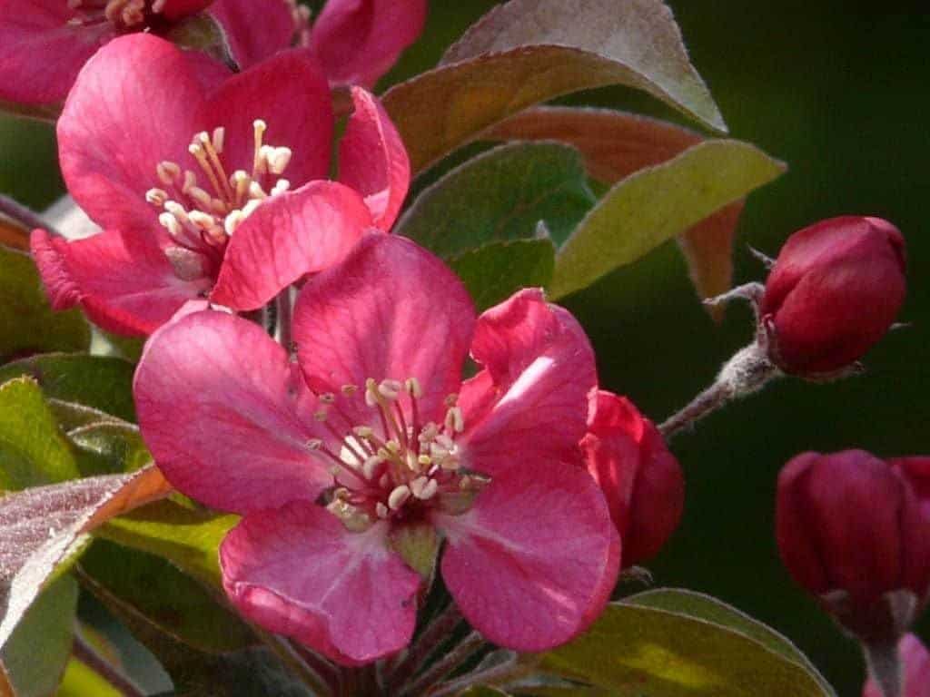 MALUS floribunda 'Nicoline' / Pommier à fleurs - Photo 3