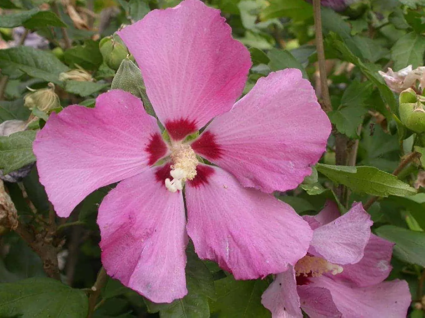 HIBISCUS syriacus ‘Pink Giant’ / Mauve en arbre Pink Giant® 'Flogi'