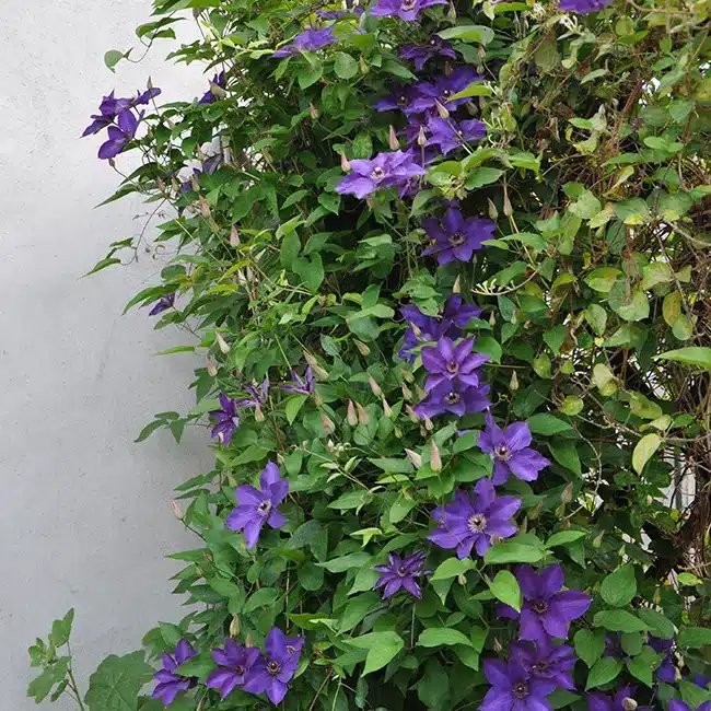 Clématite 'The President' - clematis - Photo 3