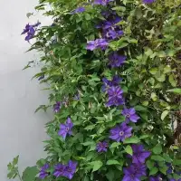 Clématite 'The President' - clematis - Photo 3