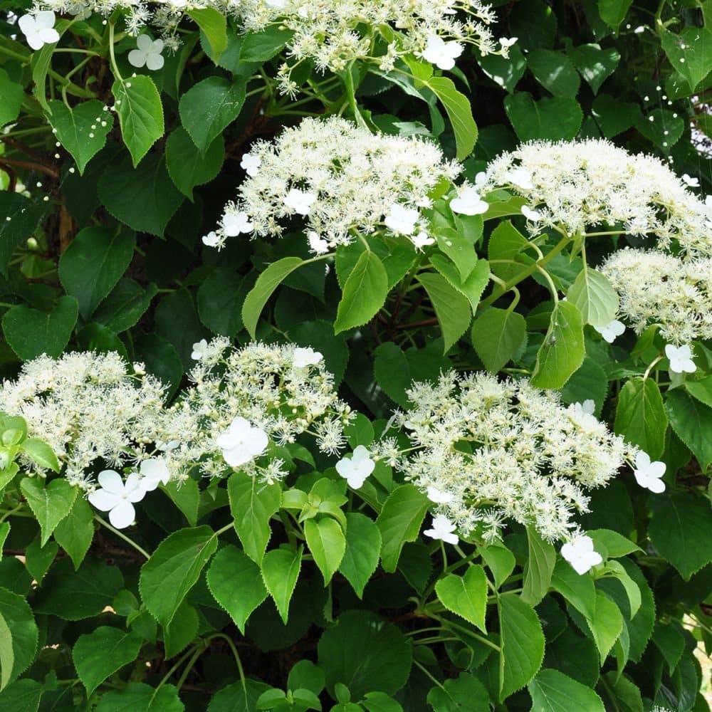 HYDRANGEA petiolaris / Hortensia grimpant - Photo 1