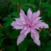 Clématite 'Mrs Spencer Castle' - clematis - Photo 3