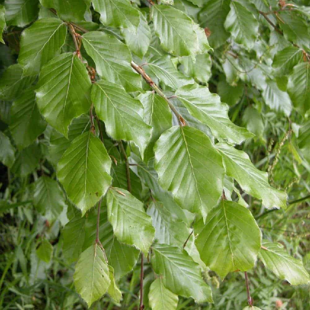 FAGUS sylvatica / Hêtre commun - Photo 2