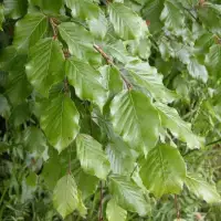 FAGUS sylvatica / Hêtre commun - Photo 2