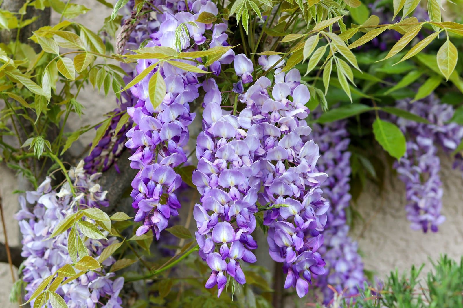 Glycine de Chine / Wisteria sisensis - Photo 2
