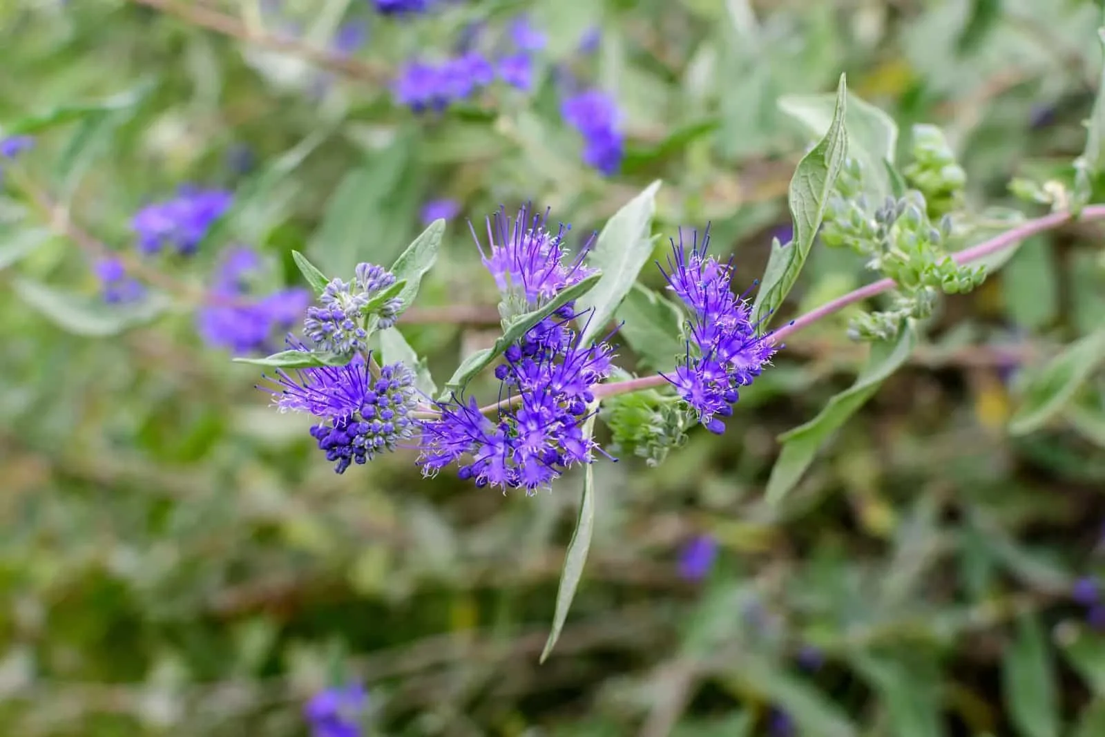 CARYOPTERIS x clandonensis ‘ Grand Bleu' / CARYOPTERIS x clandonensis ‘ Grand Bleu'