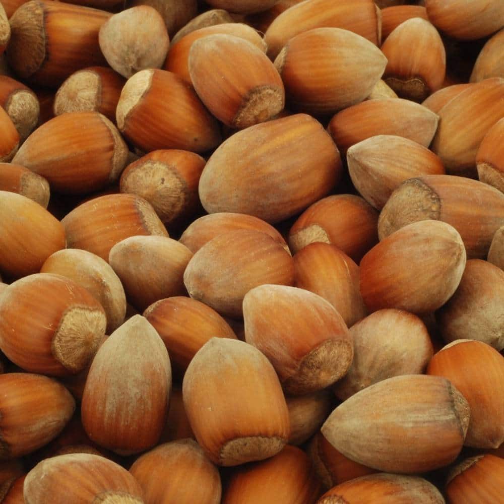 Corylus avellana 'Hallesche Riesen' / Noisetier Géant de Halle - Photo 3