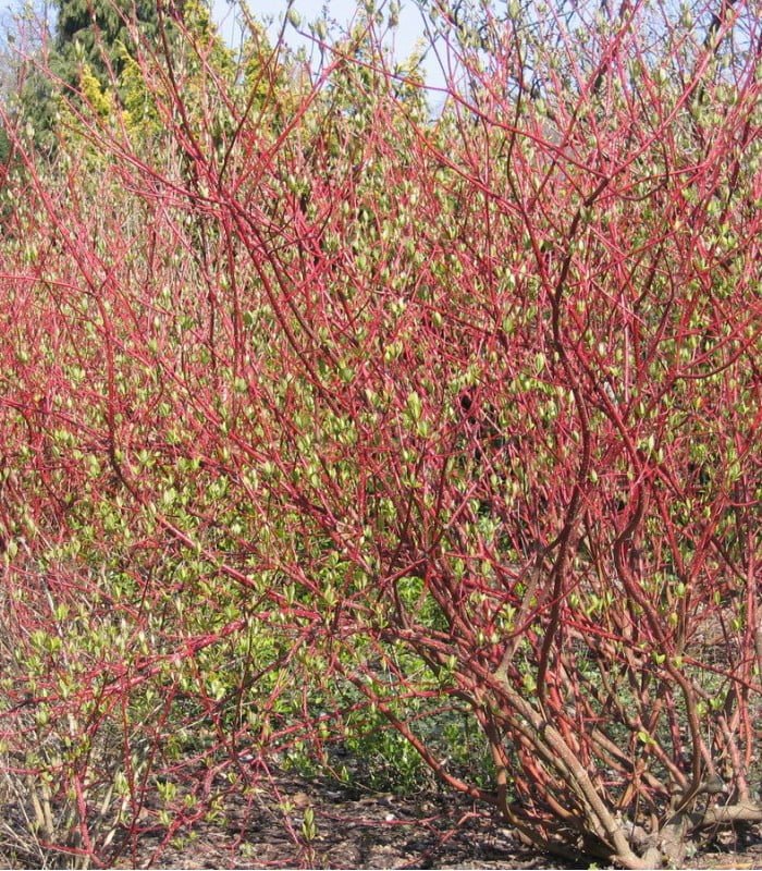 CORNUS alba ‘Sibirica’ / Cornouiller blanc 'Sibirica' - Photo 3