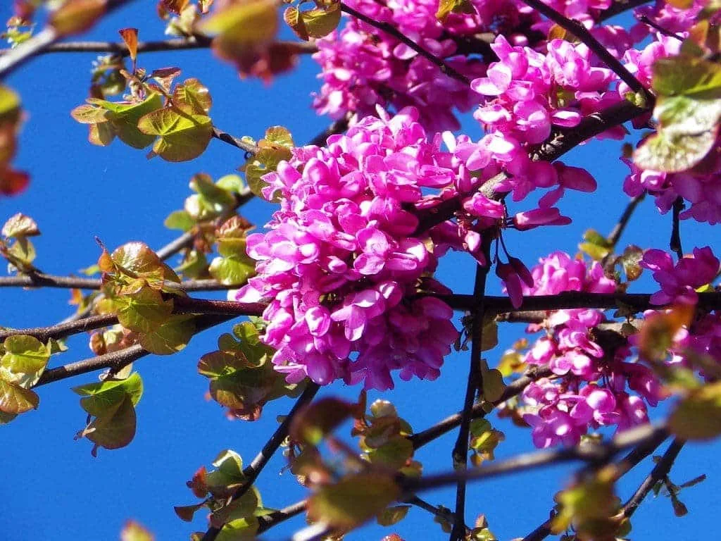 CERCIS siliquastrum / Arbre de Judée