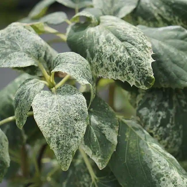 Schizophragma hydrangeoides 'Burst of Light' - faux hortensia grimpant - Photo 3