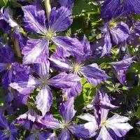 Clématite 'Tie Dye' - clematis jackmanii - Photo 4